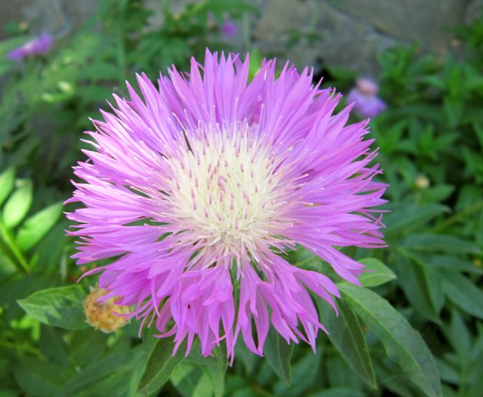 Amberboa