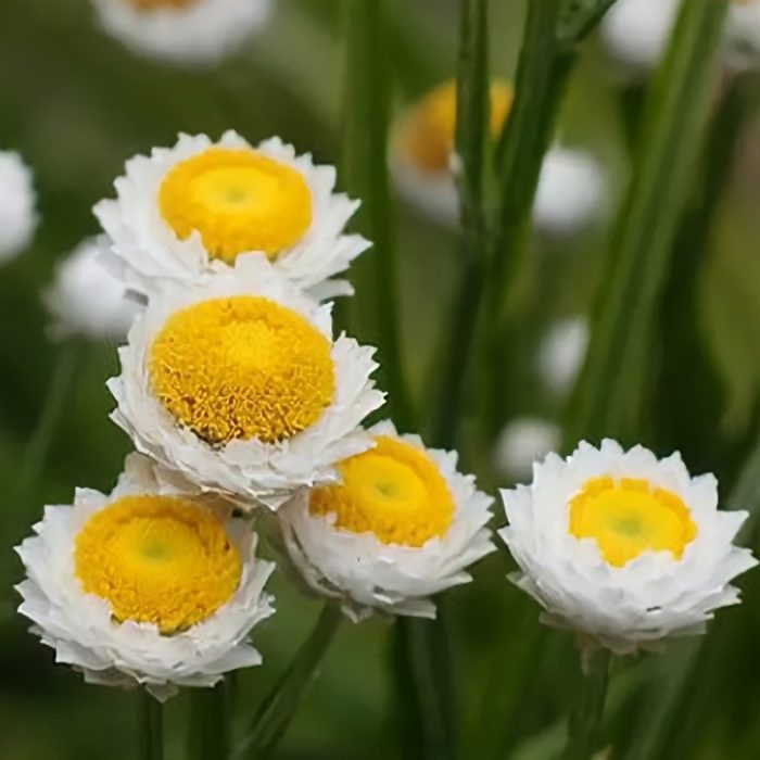 Malalaking bulaklak