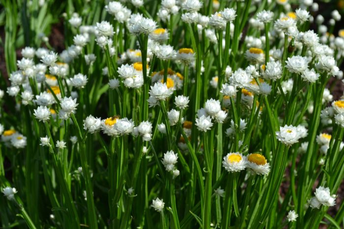 Ammobium