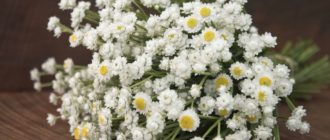 Ammobium