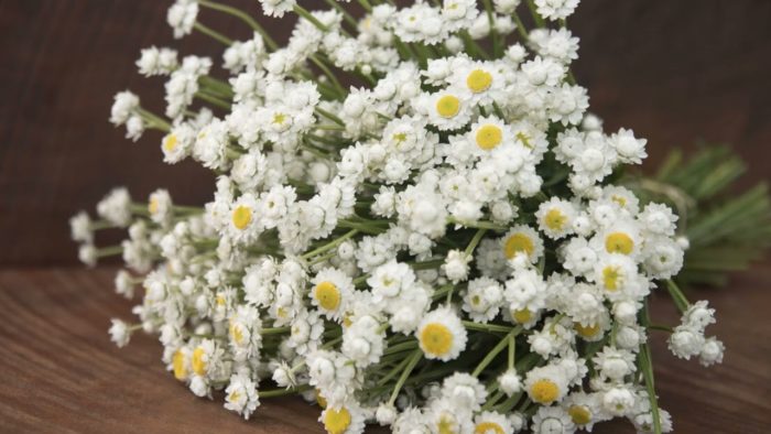 Ammobium