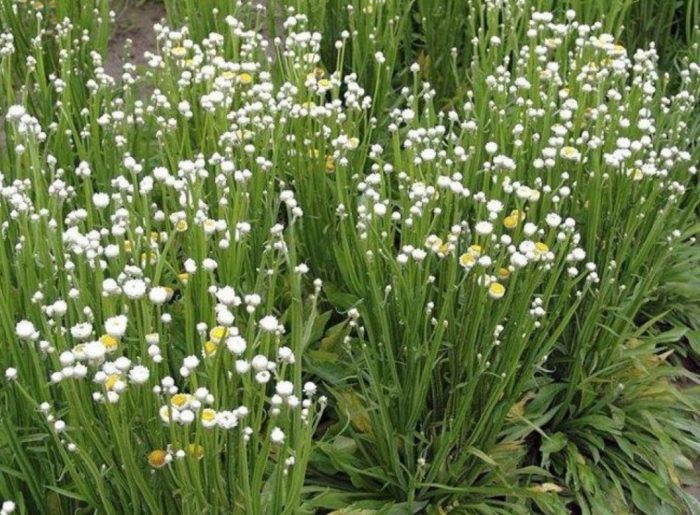 Ammobium