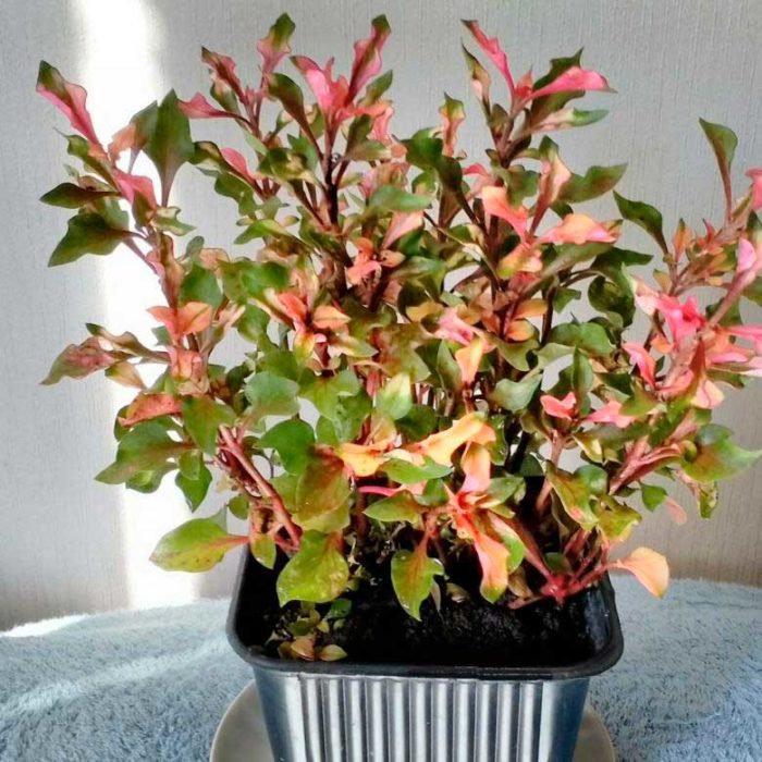 Alternanthera amoena
