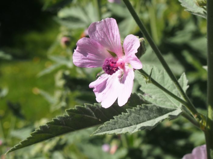 Armenian marshmallow (Althaea armeniaca)