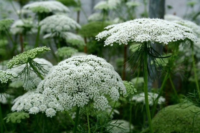 Ammi majus