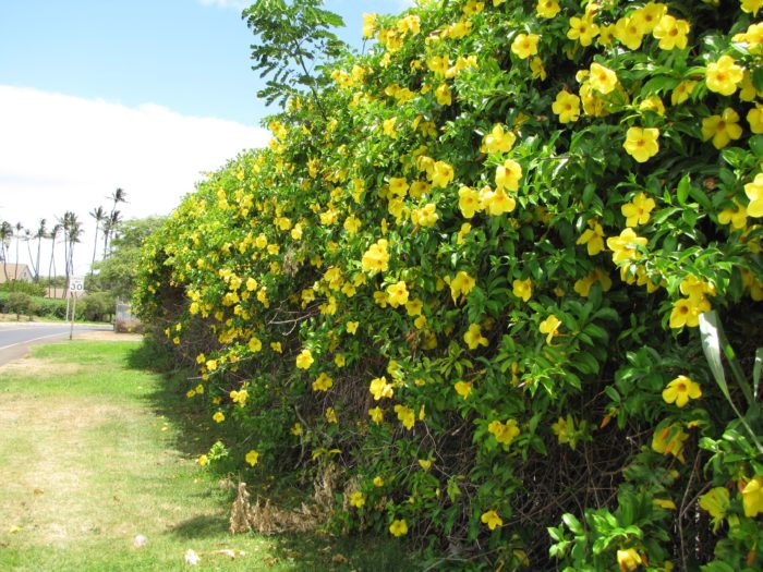 Allamanda cathartica
