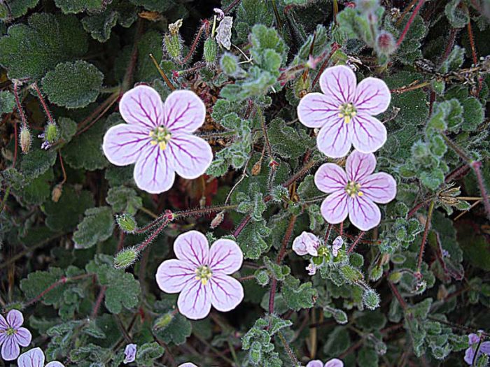 Dila ng tagak ng Corsican (Erodium corsicum)