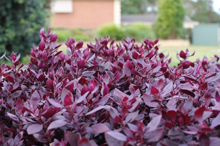 Alternanthera dentata, brasiliana