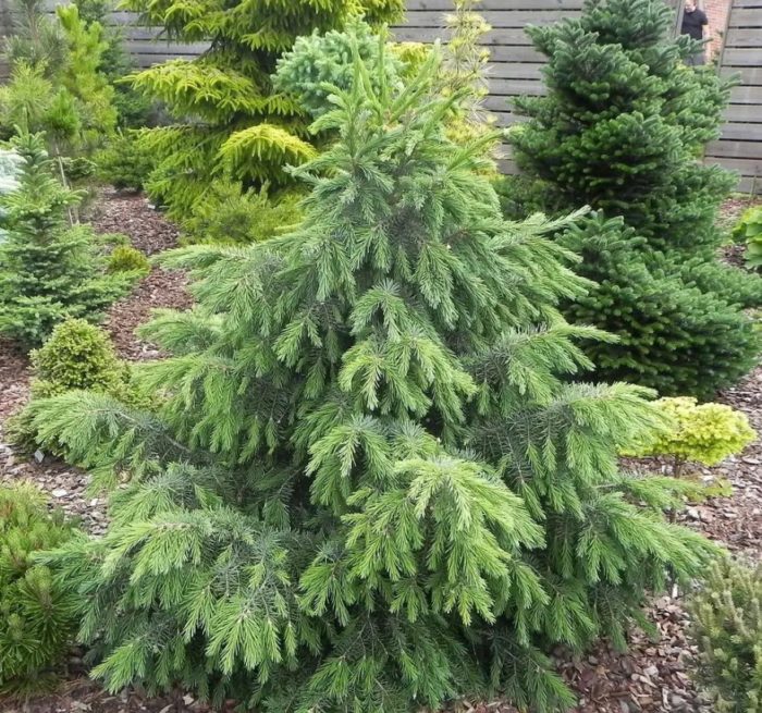Brewer's spruce