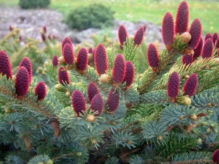 Dalawang-kulay na spruce Bicolor
