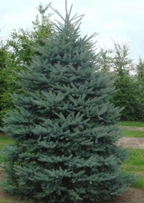 Blue Spruce Glauca Select