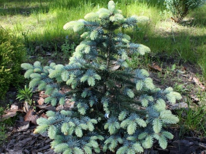 Asul na Spruce Bialobok