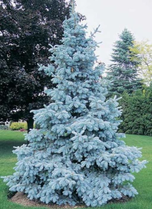 Asul na Spruce Royal Blue