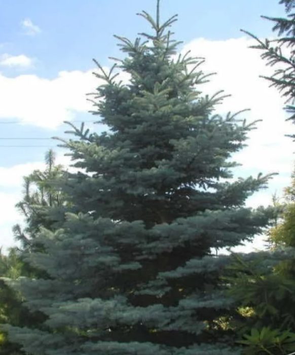 Blue Spruce Tuem