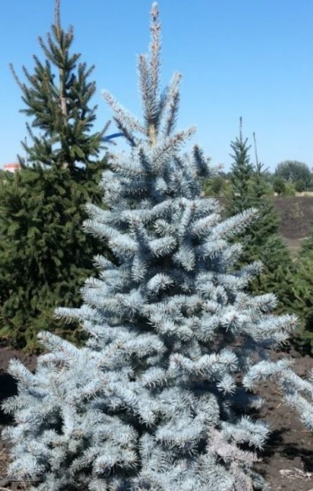 Uri ng asul na spruce na Hoopsie