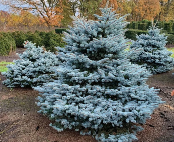 Prickly na asul na spruce