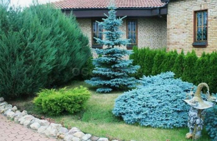 Asul na spruce sa tanawin