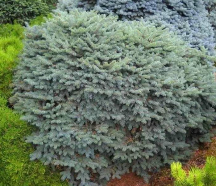 Blue Spruce Nidiformis Callous
