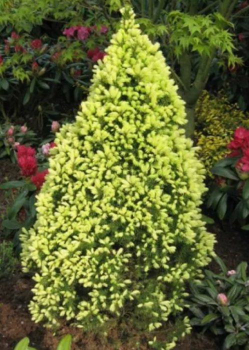 Rainbow End Canadian Spruce