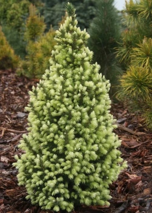 Araw sa Langit ng Canadian Spruce