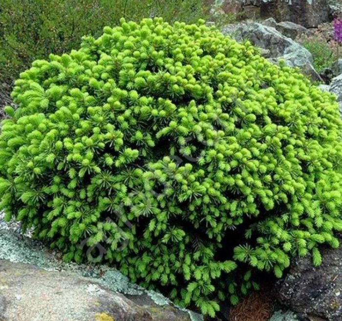 Echiniformis, spruce ng Canada
