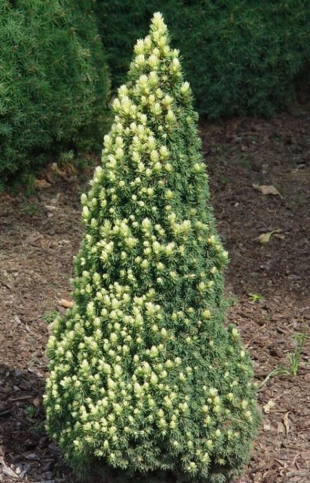 Canadian Spruce Pixie