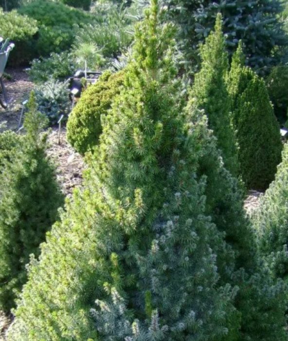 Canadian spruce Arneson's Blue Variegata