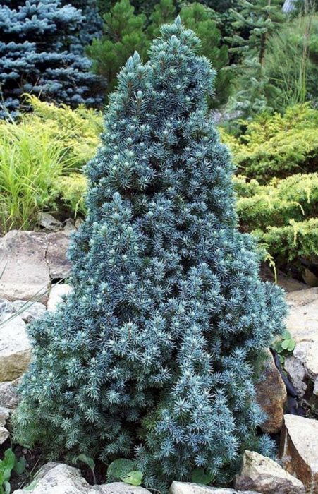 Asul na Vande ng Canada spruce