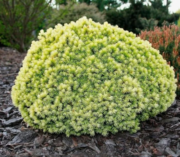 Canadian spruce Dendropharma Gold