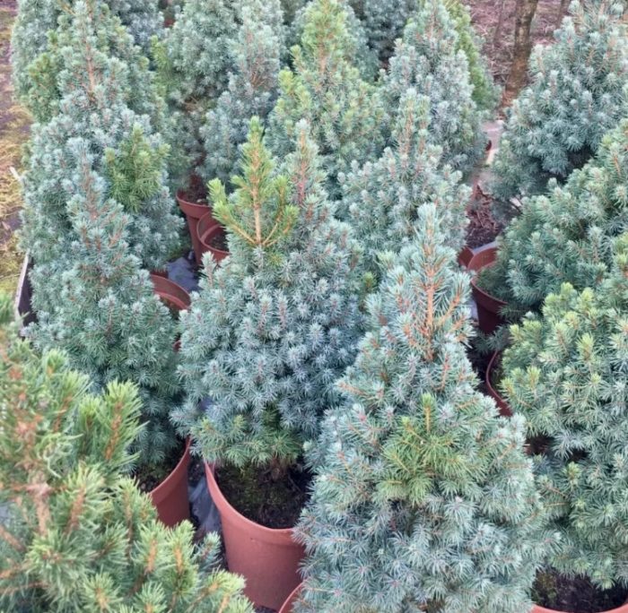Albert Blue Canadian Spruce