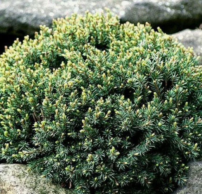 Asul na Planeta ng Canadian Spruce