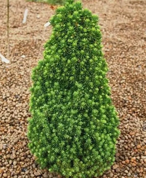 Liliput ng spruce ng Canada