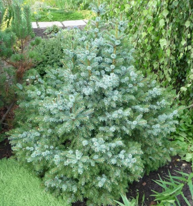Nana ng spruce ng Canada