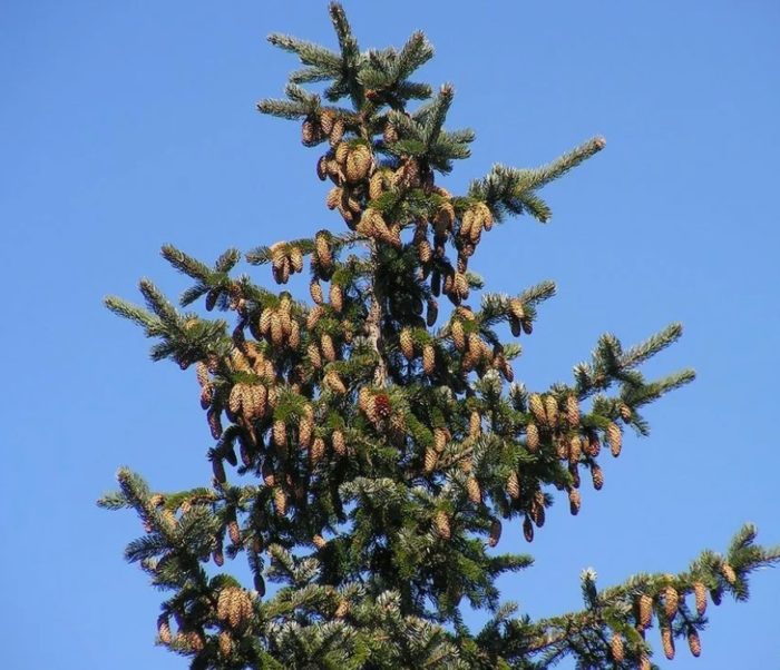 Korean spruce