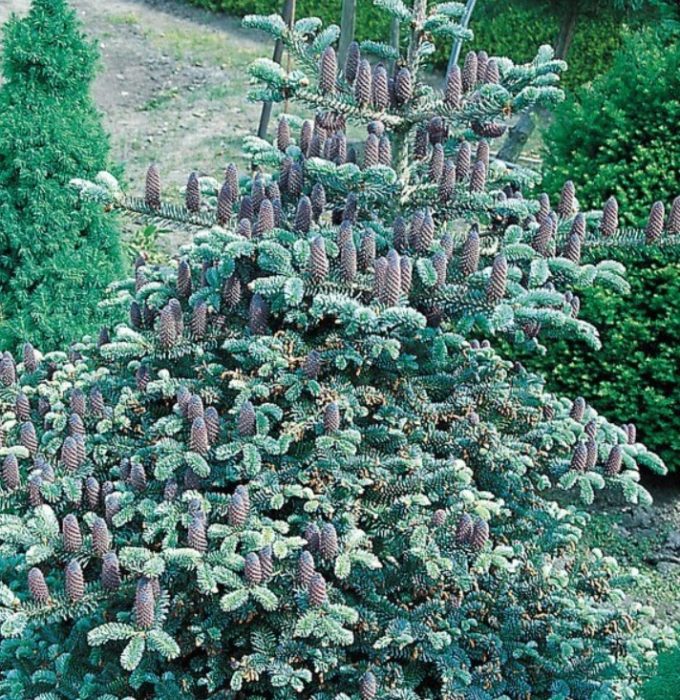 Korean spruce