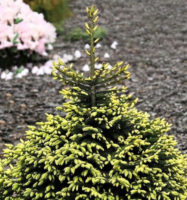 Iba't ibang uri ng oriental spruce