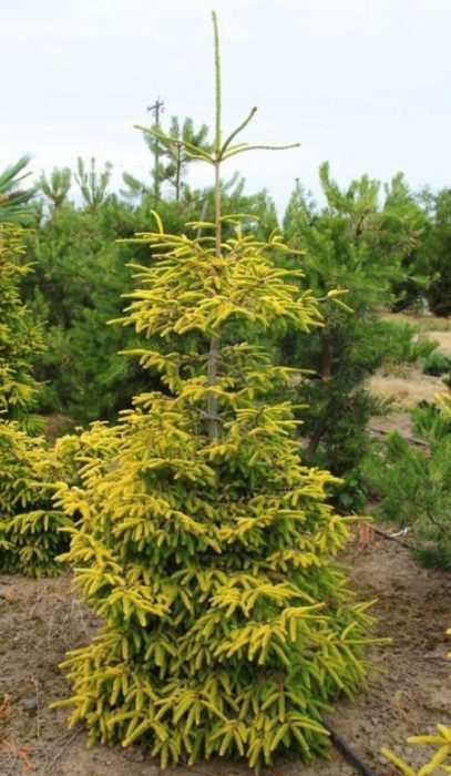 Skylands Eastern Spruce