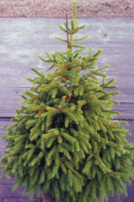 Silangang spruce Nigra Compacta