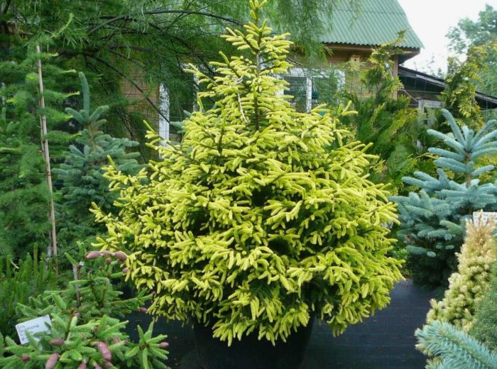 Silangang spruce sa tanawin
