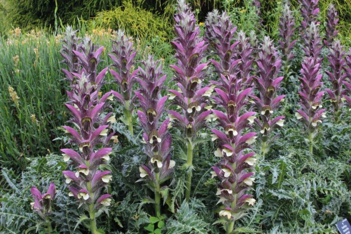 Acanthus dioscoridis