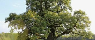 Oak na ilang siglo ang tanda