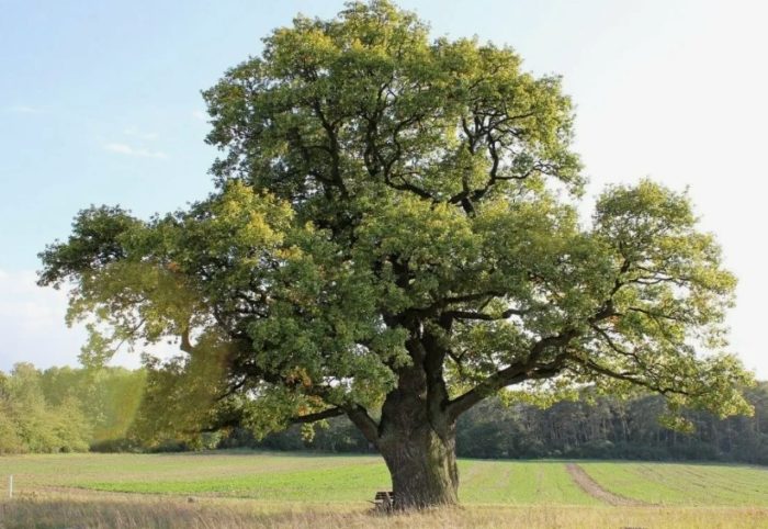 Oak na ilang siglo ang tanda