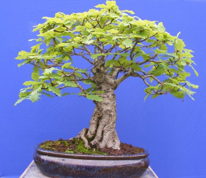 Bonsai na gawa sa oak