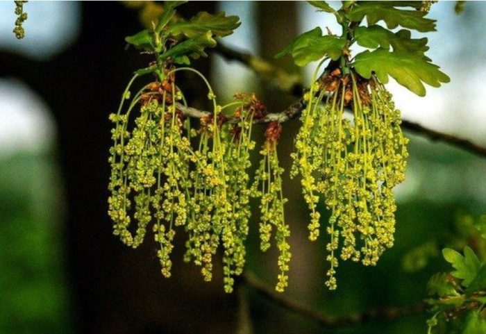 Mga bulaklak ng oak