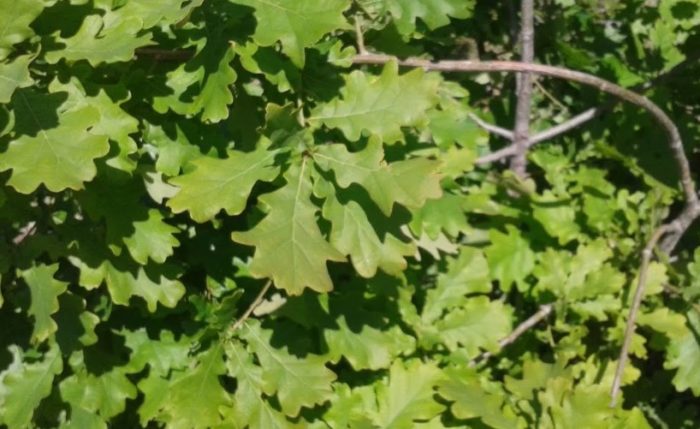 Mga dahon ng oak