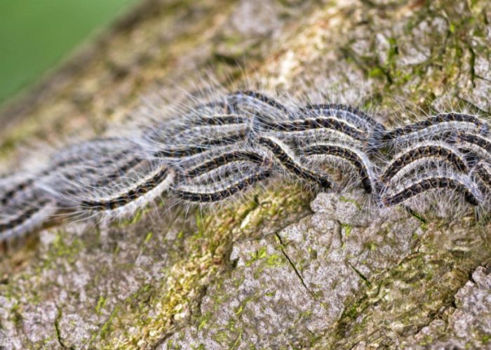 Mga uod ng silkworm