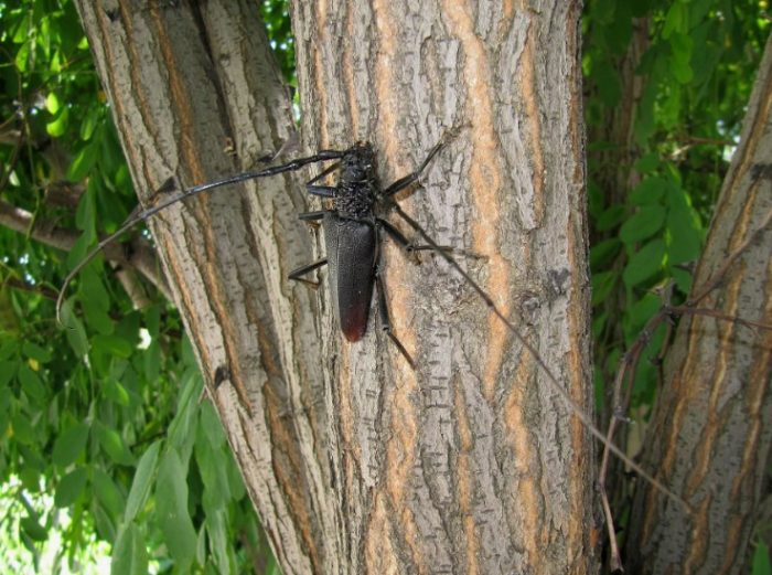 Barbel na oak