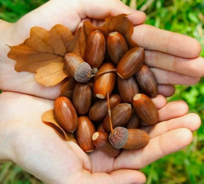 Pagkolekta ng mga bunga ng oak