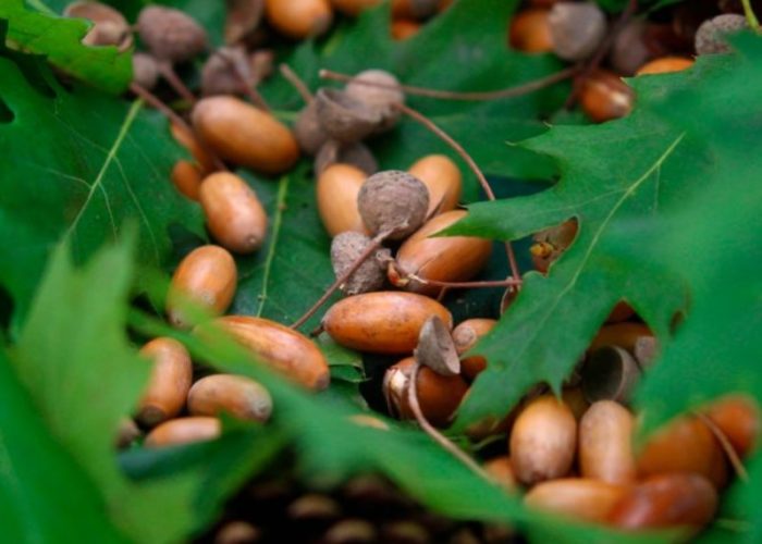 Mga bunga ng oak