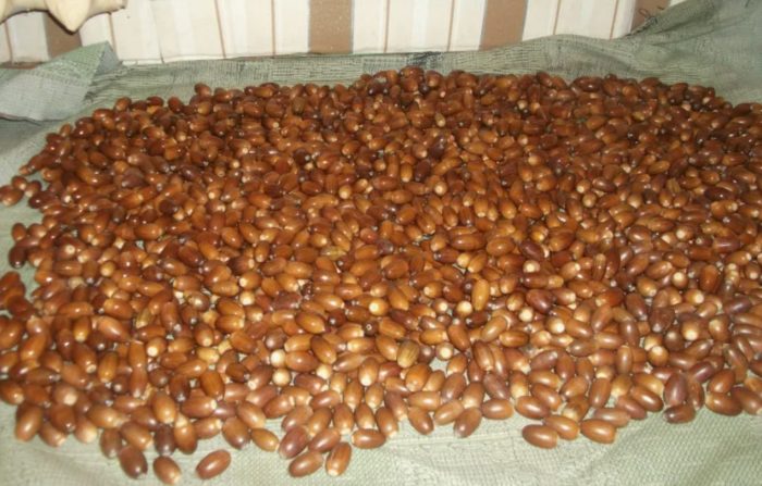 Pagpapatuyo ng mga bunga ng oak